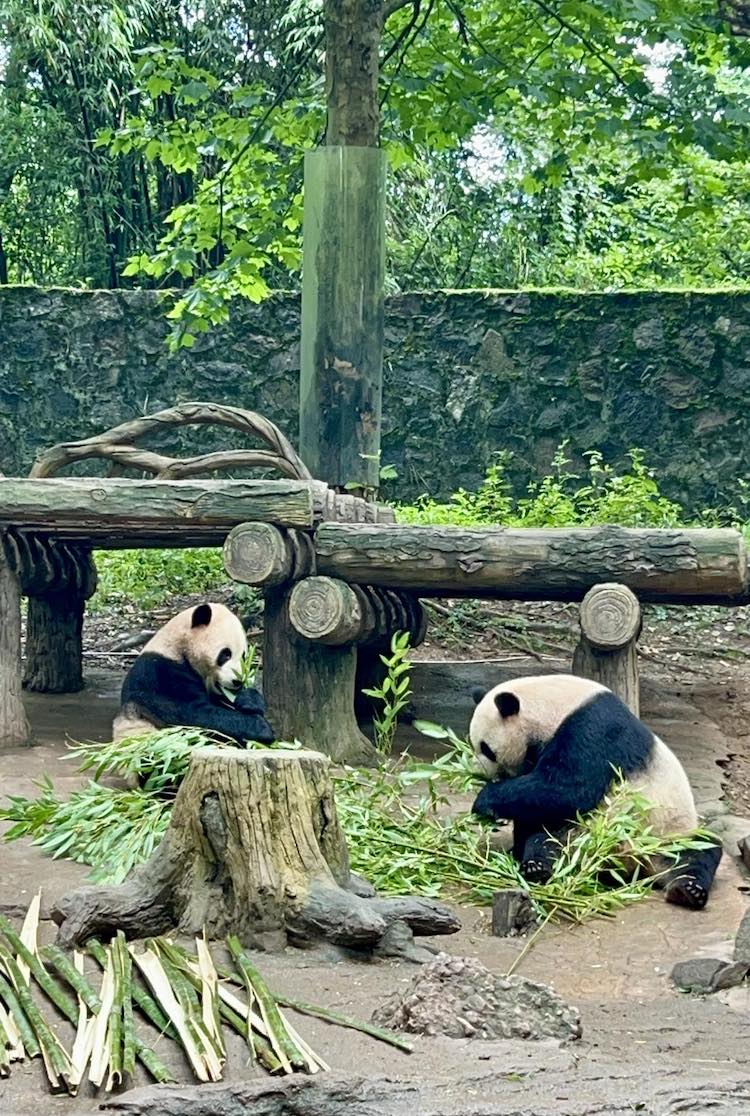 4. tu-xuyen-gau-truc