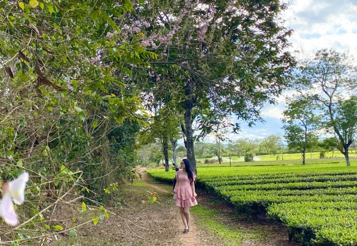 Hàng đỗ mai bên cánh đồng chè. Ảnh: L.H