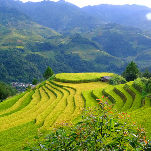 Mu-Cang-Chai_3-2.jpeg