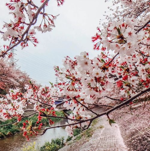 Beautylife_hoa-anh-dao_1.jpg